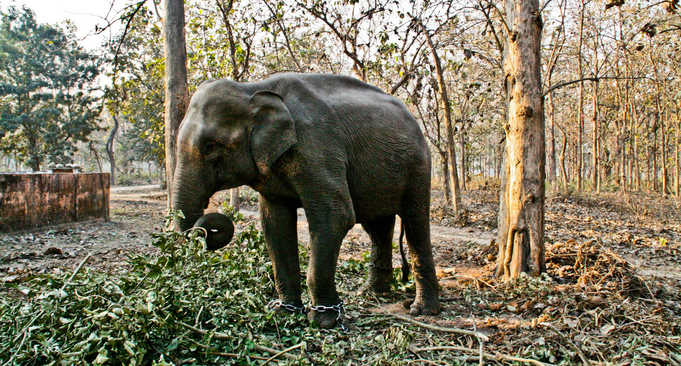 CORBETT NATIONAL PARK