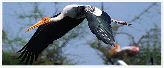 Bharatpur Bird Sanctuary, India