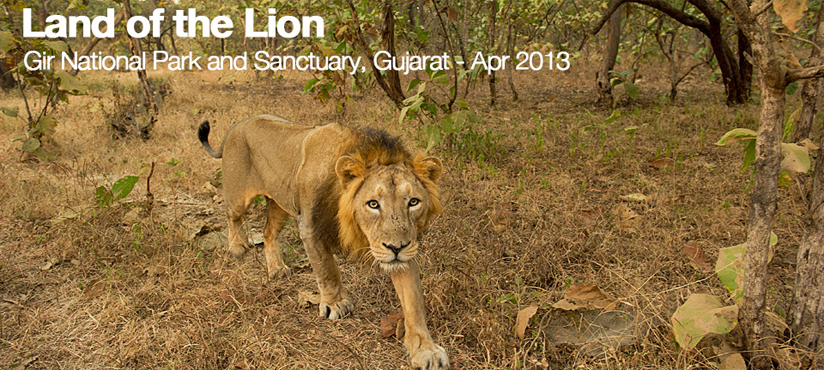 Gir National Park, India