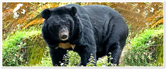 The Great Himalayan National Park