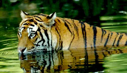 Jim Corbett National Park