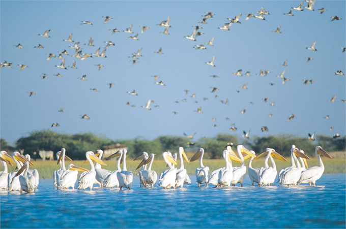 Nal Sarovar Bird Sanctuary, Ahmedabad